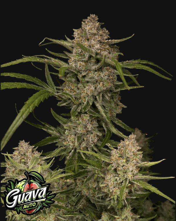 Guava Auto 3 Feminized Autoflower Seeds