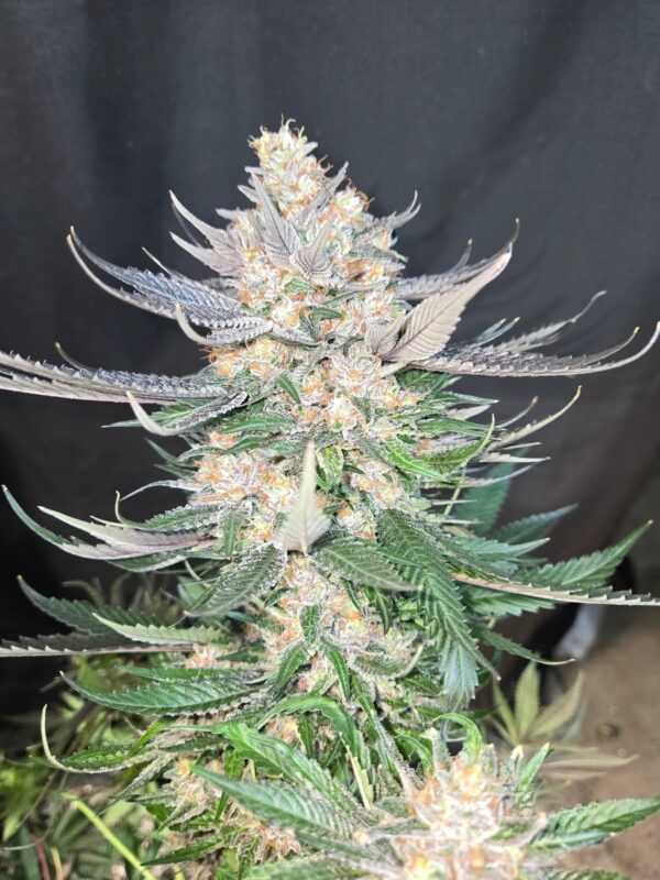 Lemon Larry x Super Lemon Haze/Lemon Larry 10 Regular Seeds - Image 2