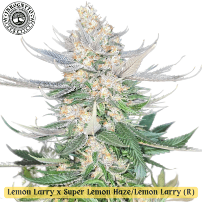 Double Lemons F1 (Lemon Larry x Super Lemon Haze/Lemon Larry) 10 Regular Seeds