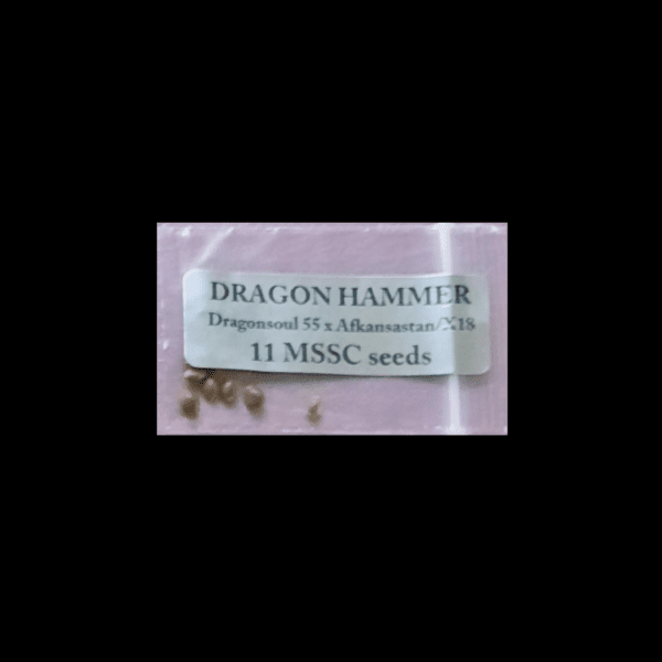 Magic Spirit Seed Co Dragon Hammer 11 Regular Seeds