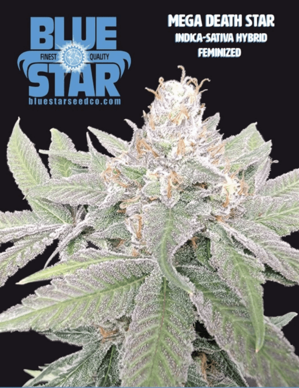 Mega Death Star F1 (Death Star x Blue Star) 4 Feminized Seeds