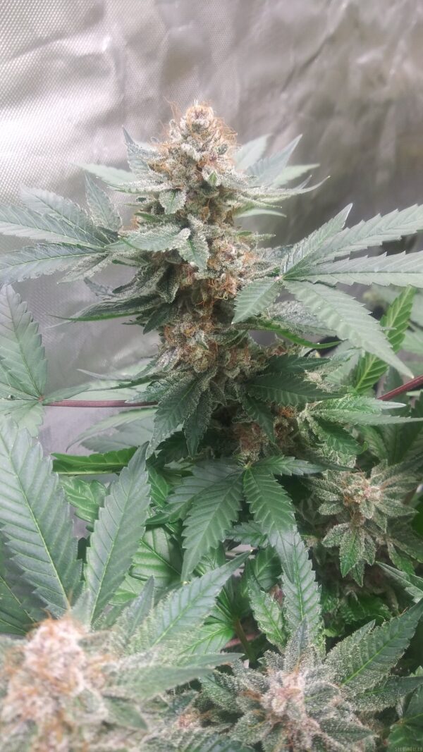 Melvanetics Mel's Punch F1 10 Regular Seeds - Image 3