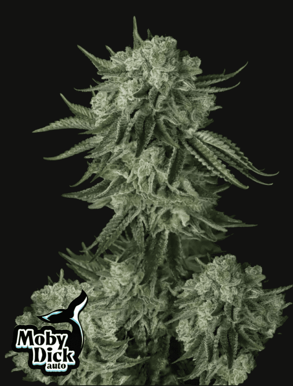 Moby Dick Auto 3 Feminized Autoflower Seeds