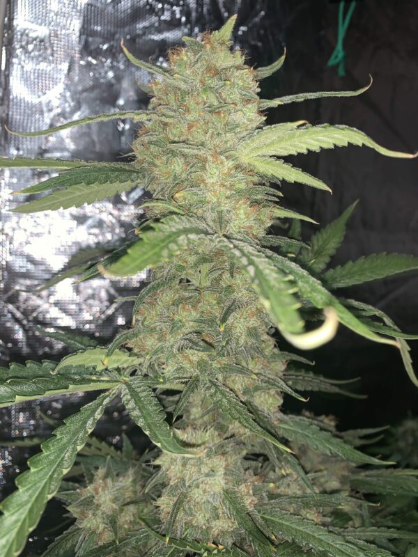 OG Kush Auto 3 Feminized Autoflower Seeds - Image 3