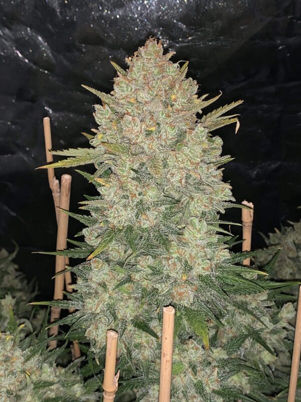 OG Kush Auto 3 Feminized Autoflower Seeds - Image 4