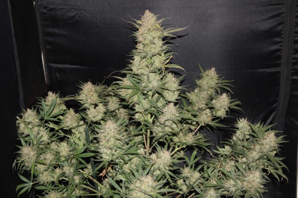 OG Kush Auto 3 Feminized Autoflower Seeds - Image 2