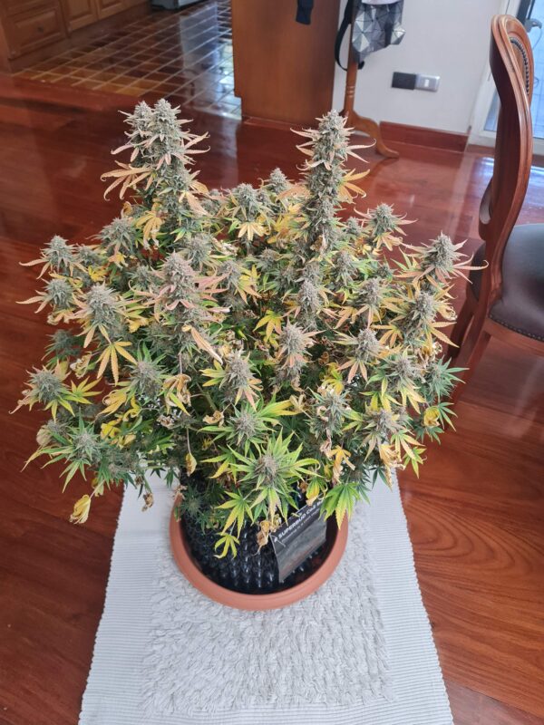 OG Kush Auto 3 Feminized Autoflower Seeds - Image 13