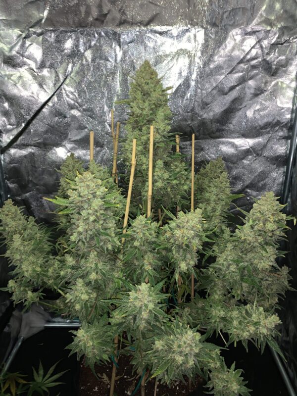 OG Kush Auto 3 Feminized Autoflower Seeds - Image 14