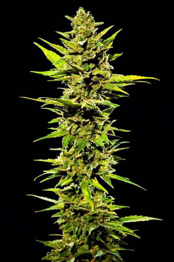 OG Kush Auto 3 Feminized Autoflower Seeds - Image 15