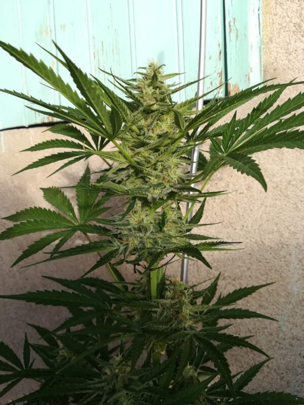 OG Kush Auto 3 Feminized Autoflower Seeds - Image 17