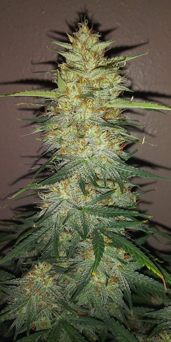 OG Kush Auto 3 Feminized Autoflower Seeds - Image 18