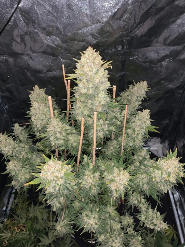 OG Kush Auto 3 Feminized Autoflower Seeds - Image 5