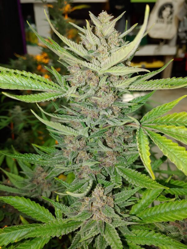 OG Kush Auto 3 Feminized Autoflower Seeds - Image 9