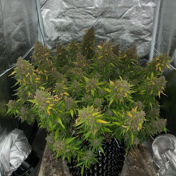 OG Kush Auto 3 Feminized Autoflower Seeds - Image 11