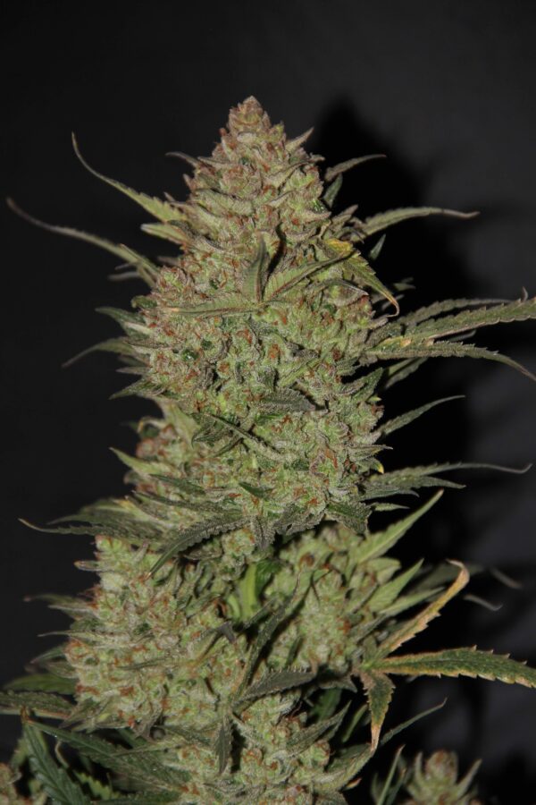 OG Kush Auto 3 Feminized Autoflower Seeds - Image 6