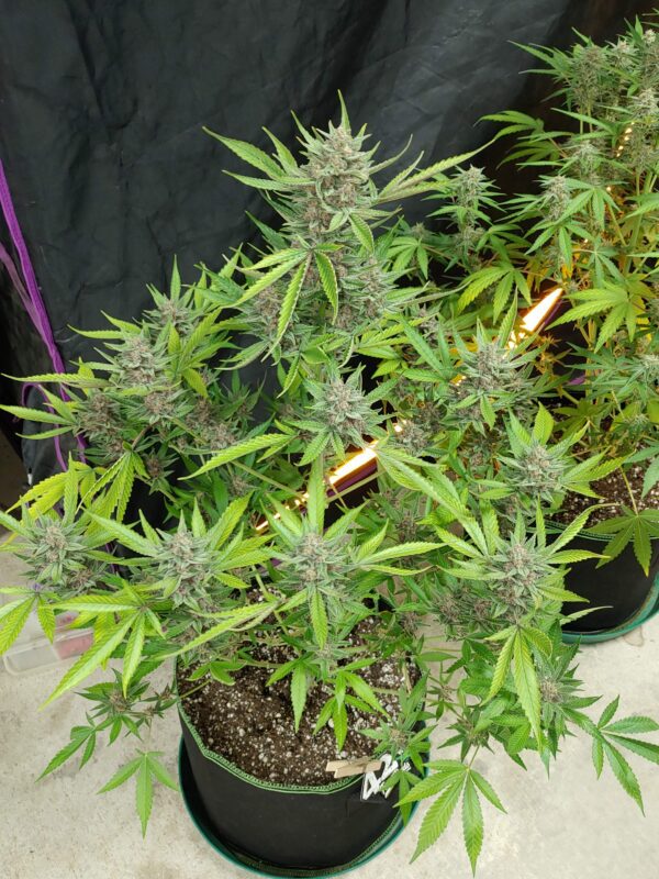 OG Kush Auto 3 Feminized Autoflower Seeds - Image 12