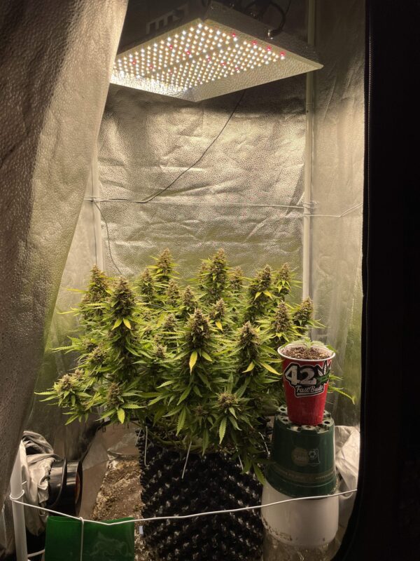 OG Kush Auto 3 Feminized Autoflower Seeds - Image 8