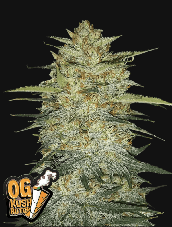 OG Kush Auto 3 Feminized Autoflower Seeds