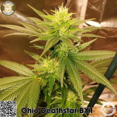 Ohio Deathstar BX1 Cola IG