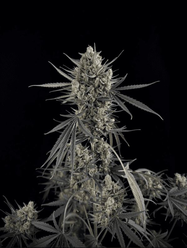 Pound Cake Auto 3 Feminized Autoflower Seeds - Image 12