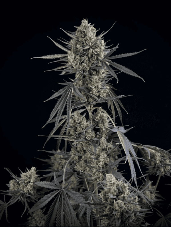 Pound Cake Auto 3 Feminized Autoflower Seeds - Image 14