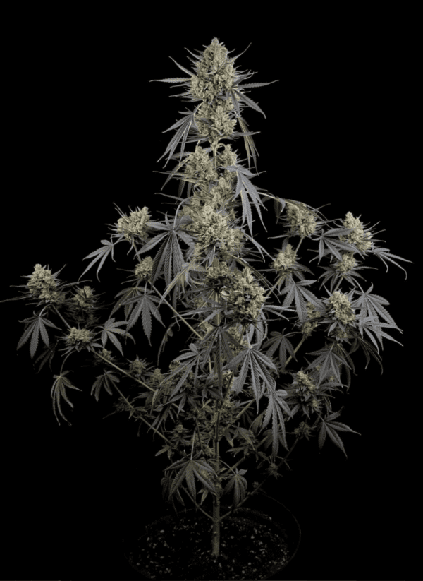 Pound Cake Auto 3 Feminized Autoflower Seeds - Image 15