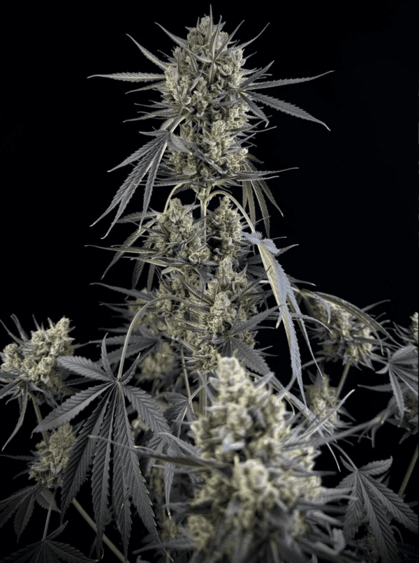 Pound Cake Auto 3 Feminized Autoflower Seeds - Image 19