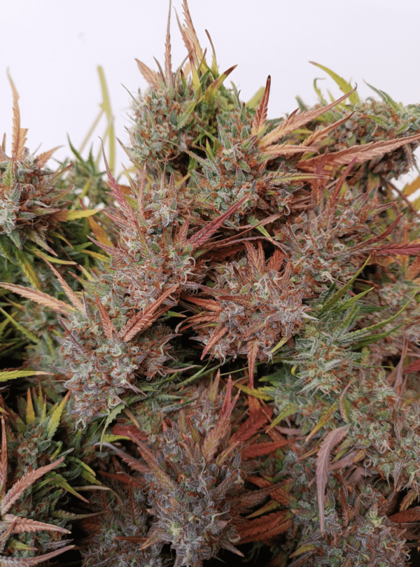 Pound Cake Auto 3 Feminized Autoflower Seeds - Image 4