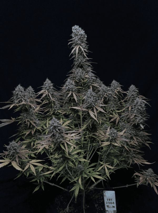 Pound Cake Auto 3 Feminized Autoflower Seeds - Image 5