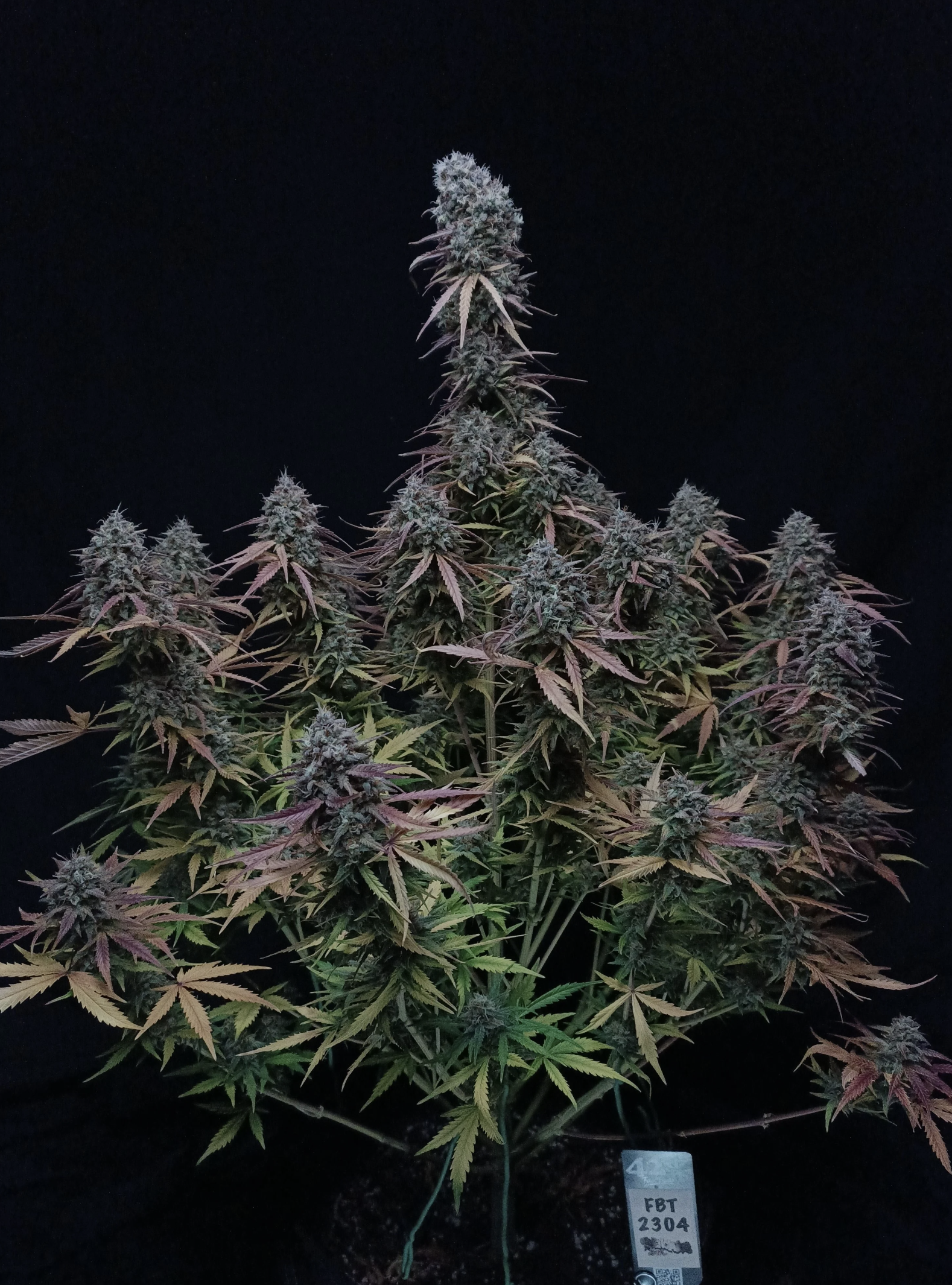 Pound Cake Auto 3 Feminized Autoflower Seeds - Image 5