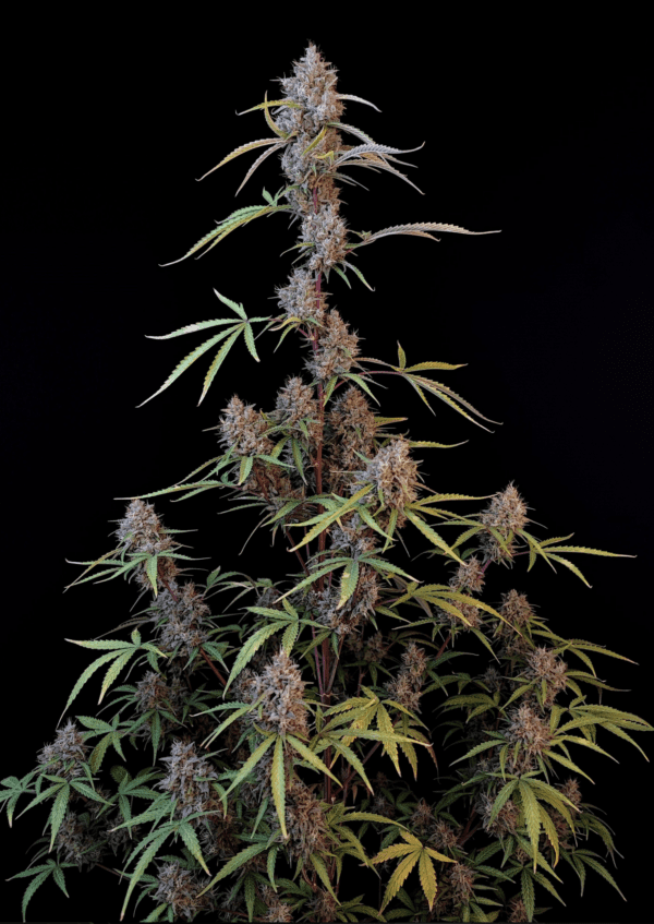 Pound Cake Auto 3 Feminized Autoflower Seeds - Image 10