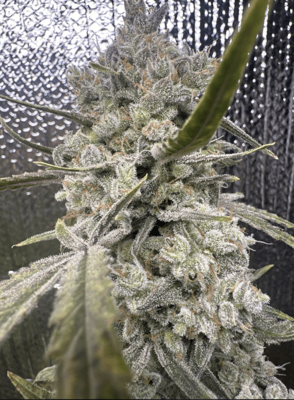 Pound Cake Auto 3 Feminized Autoflower Seeds - Image 11