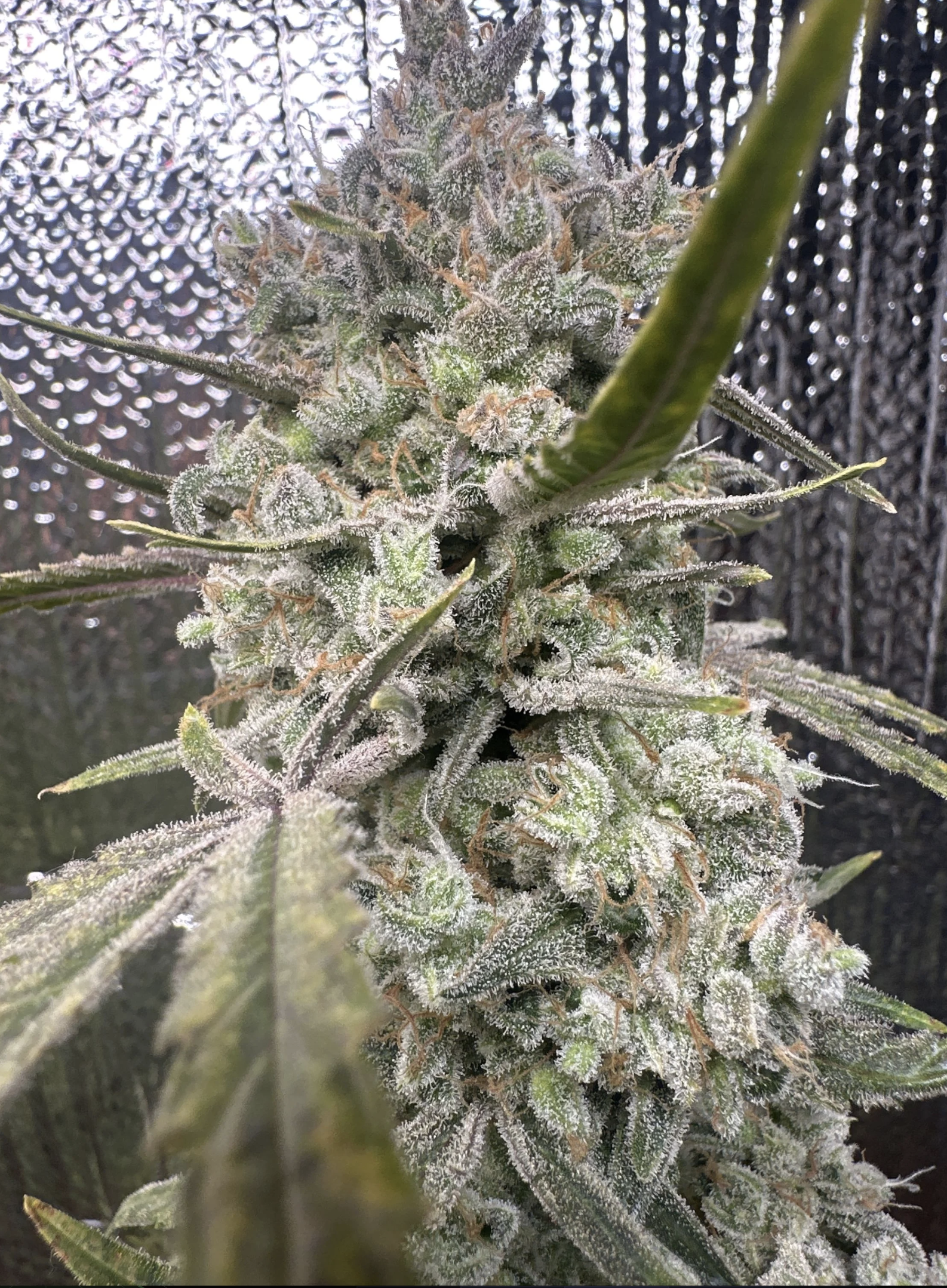 Pound Cake Auto 3 Feminized Autoflower Seeds - Image 11