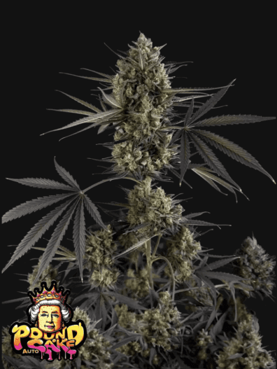 Pound Cake Auto 3 Feminized Autoflower Seeds