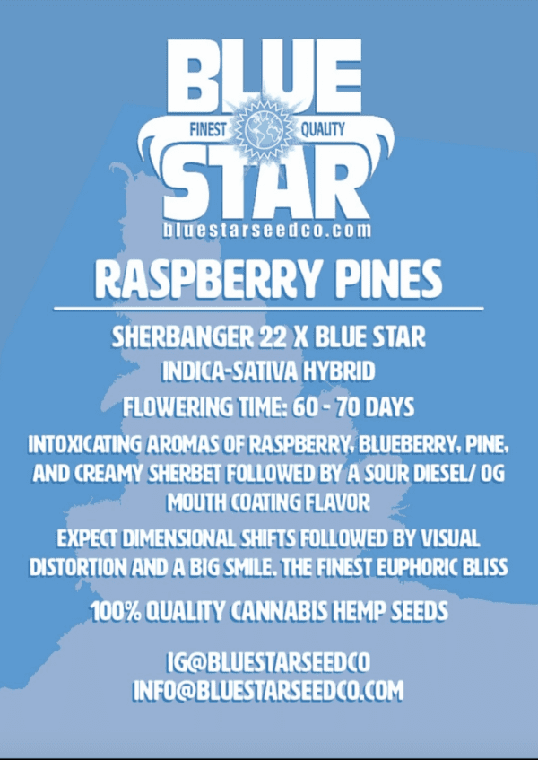 Raspberry Pines F1 (Sherbanger 22 x Blue Star) 4 Feminized Seeds - Image 2