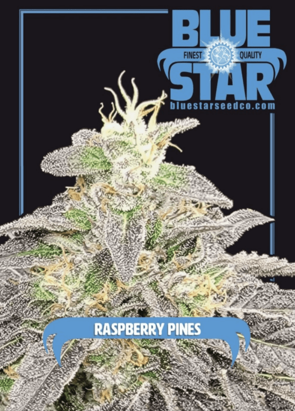 Raspberry Pines F1 (Sherbanger 22 x Blue Star) 4 Feminized Seeds