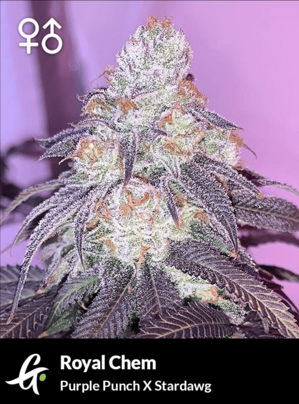 Greenpoint Seeds Royal Chem 10 Regular Seeds - Image 3