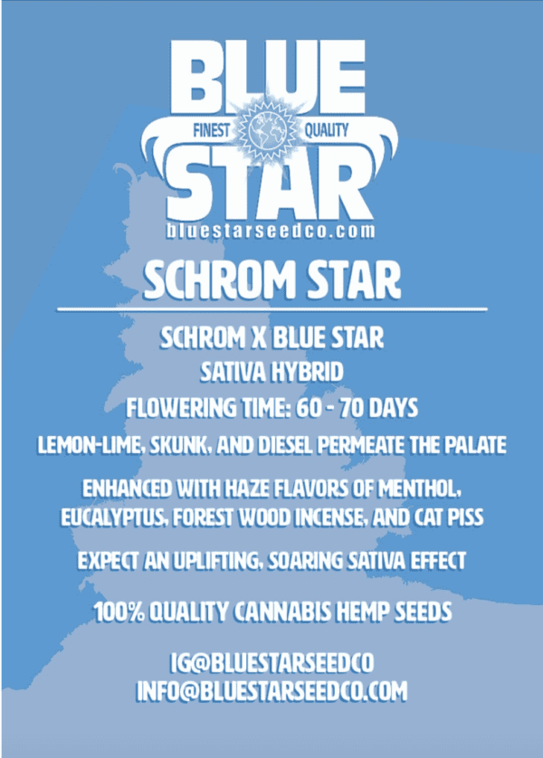 Schrom Star F1 (Schrom x Blue Star) 4 Feminized Seeds - Image 2