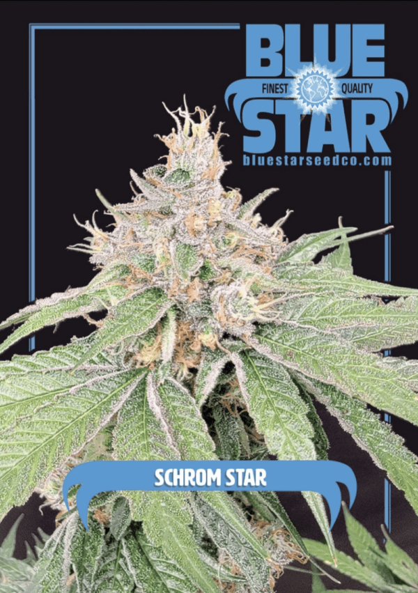 Schrom Star F1 (Schrom x Blue Star) 4 Feminized Seeds