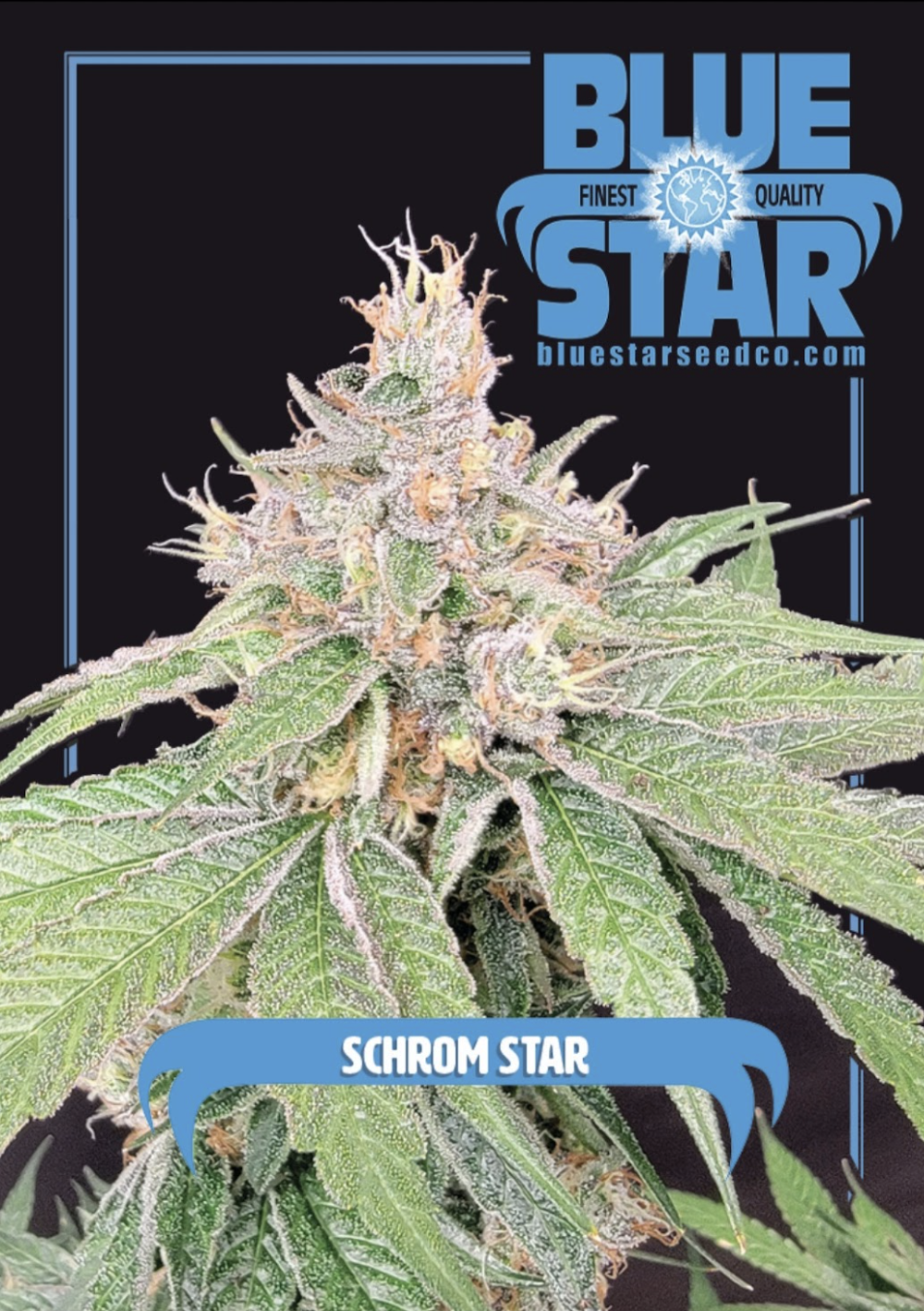 Schrom Star F1 (Schrom x Blue Star) 4 Feminized Seeds