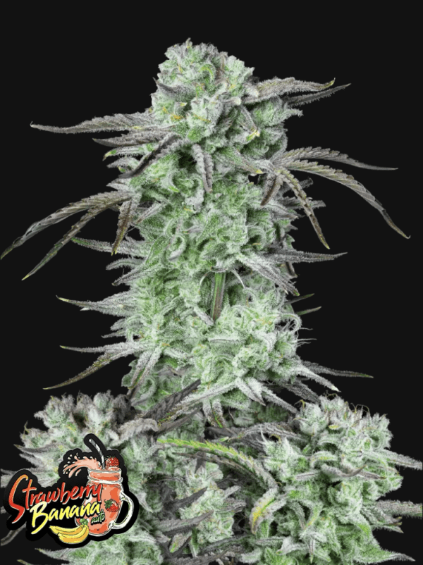 Strawberry Banana Auto 3 Feminized Autoflower Seeds