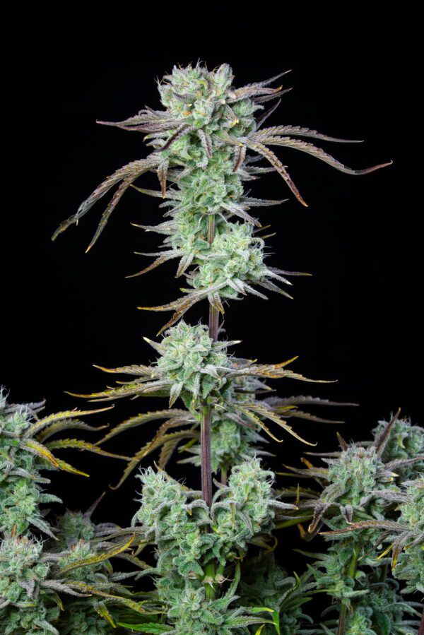 Strawberry Banana Auto 3 Feminized Autoflower Seeds - Image 2