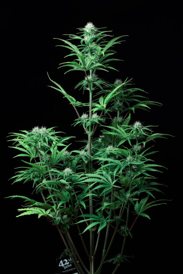 Strawberry Banana Auto 3 Feminized Autoflower Seeds - Image 3