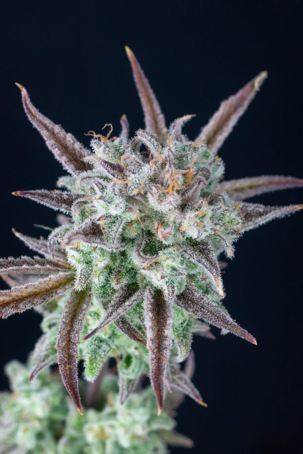 Strawberry Banana Auto 3 Feminized Autoflower Seeds - Image 4