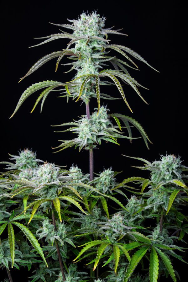 Strawberry Banana Auto 3 Feminized Autoflower Seeds - Image 5