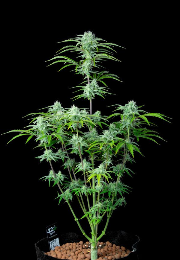 Strawberry Banana Auto 3 Feminized Autoflower Seeds - Image 9