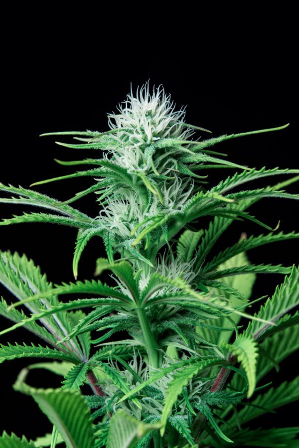 Strawberry Banana Auto 3 Feminized Autoflower Seeds - Image 7