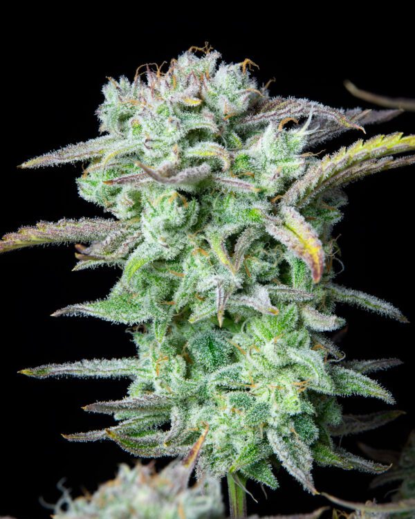 Strawberry Banana Auto 3 Feminized Autoflower Seeds - Image 8