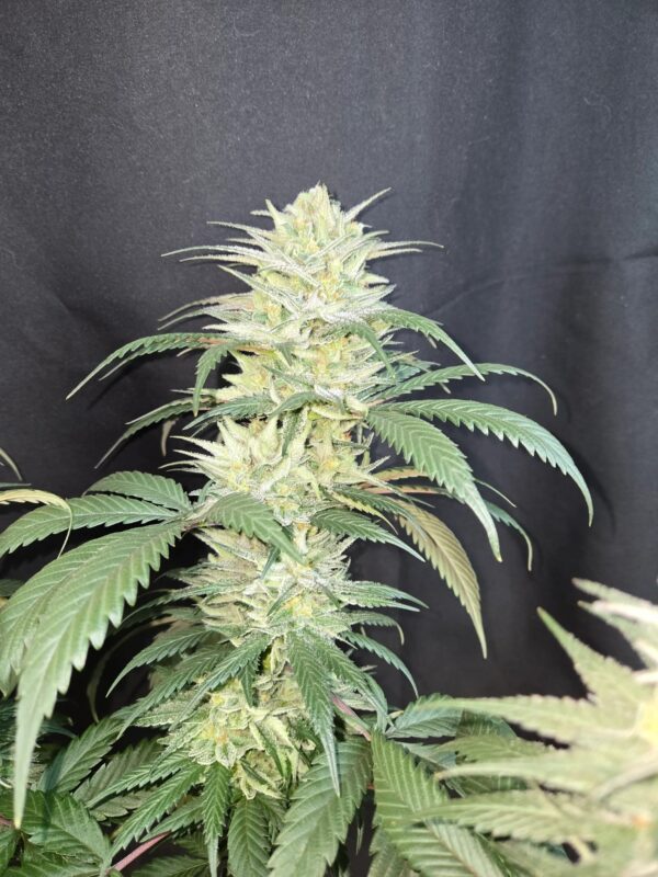 Ultra Lemon Haze F1 (Super Lemon Haze x Lemon Larry) 10 Regular Seeds - Image 2