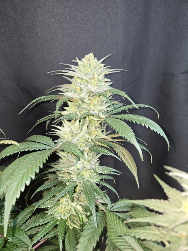 Super Lemon Haze x Lemon Larry 10 Regular Seeds - Image 2